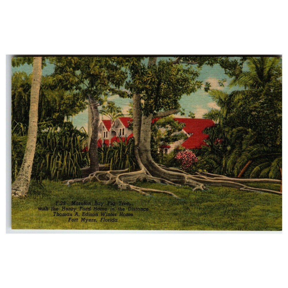 Moreton Bay Fig Tree Henry Ford Edison Home Fort Myers FL 1955 Postcard